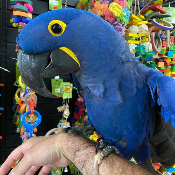 Loki - Beautiful and very friendly Hyacinth Macaws available. - Image 2