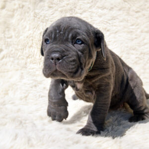 Neapolitan Mastiff