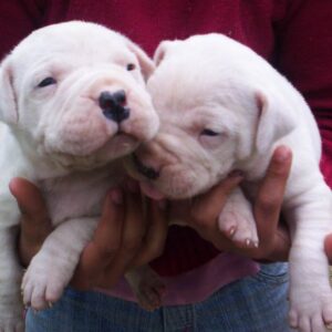 Dogo Argentino