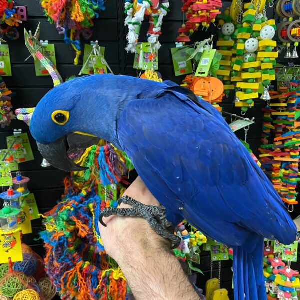 Loki - Beautiful and very friendly Hyacinth Macaws available. - Image 4