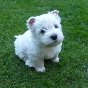 West Highland Terrier