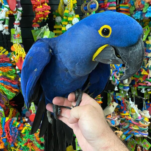 Loki - Beautiful and very friendly Hyacinth Macaws available.