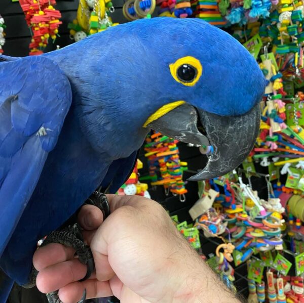 Loki - Beautiful and very friendly Hyacinth Macaws available. - Image 6