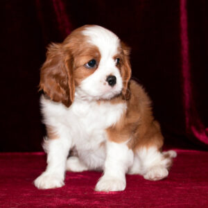 Cavalier King Charles