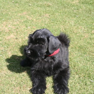 Giant Schnauzer