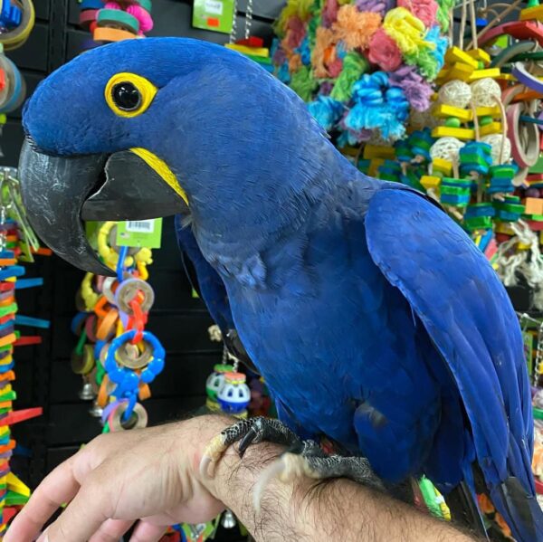 Loki - Beautiful and very friendly Hyacinth Macaws available. - Image 7