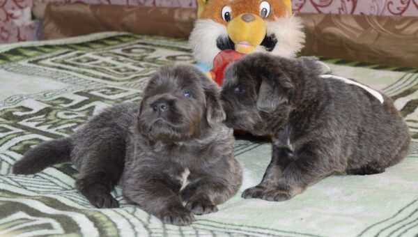 Boss & Nala -  Blue Tibetan Mastiff - Image 13