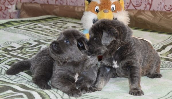 Boss & Nala -  Blue Tibetan Mastiff - Image 14