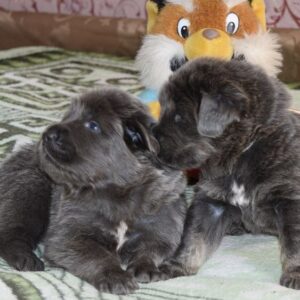 Boss & Nala -  Blue Tibetan Mastiff