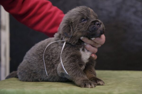 Boss & Nala -  Blue Tibetan Mastiff - Image 6