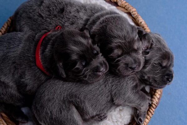 Boss & Nala -  Blue Tibetan Mastiff - Image 7