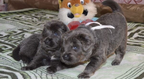 Boss & Nala -  Blue Tibetan Mastiff - Image 10