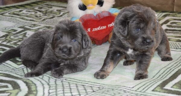 Boss & Nala -  Blue Tibetan Mastiff - Image 11