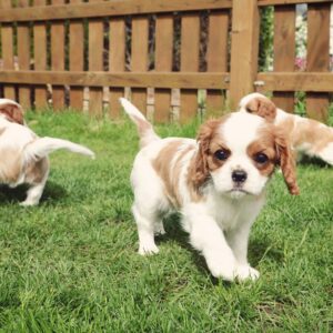 Daisy, Rocky and Max