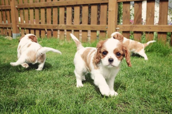 Daisy, Rocky and Max