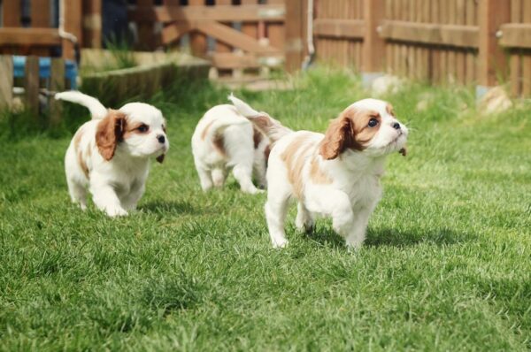 Daisy, Rocky and Max - Image 12