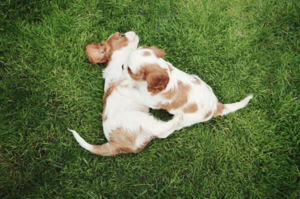 Daisy, Rocky and Max - Image 3