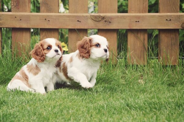 Daisy, Rocky and Max - Image 4