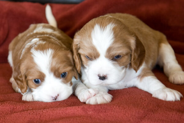 Daisy, Rocky and Max - Image 8