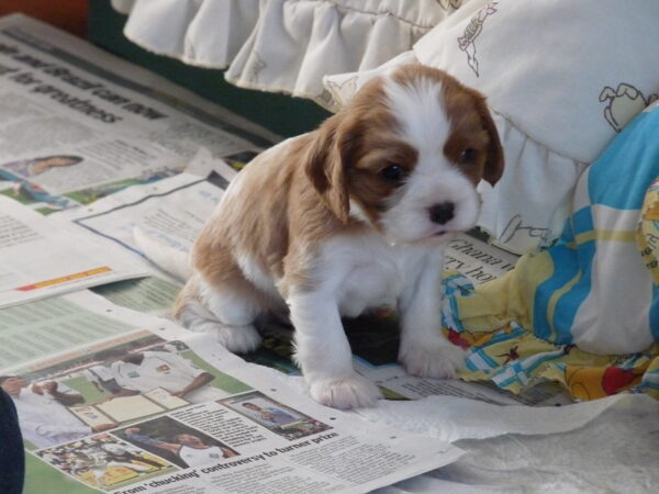 Daisy, Rocky and Max - Image 9