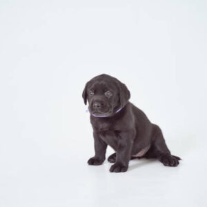 Gus & Daisy - Image 11