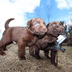Gus & Daisy - Image 4