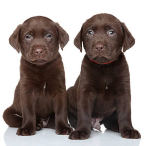 Gus & Daisy - Image 5