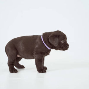 Gus & Daisy - Image 10