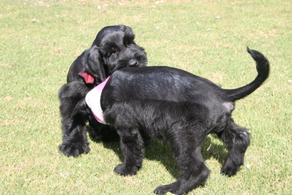 Ragnar & Freya - Image 7