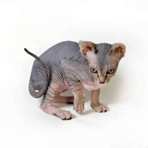 Sphynx Kitten