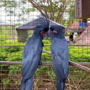 Cockatoo