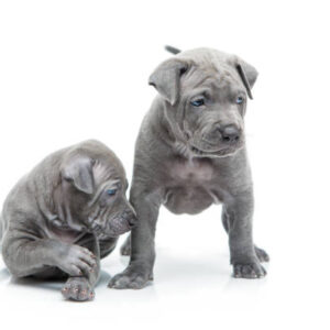 Thai Ridgeback