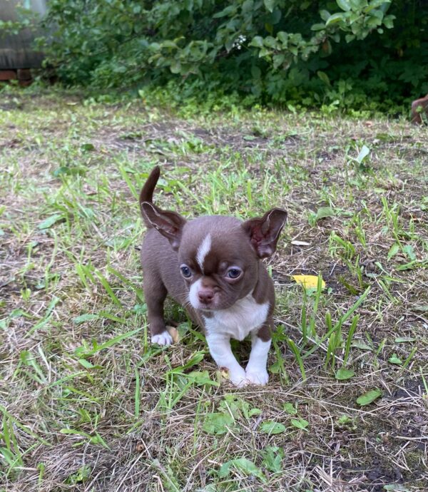 Cocoa Chocolate Apple Head Chihuahua - Image 7