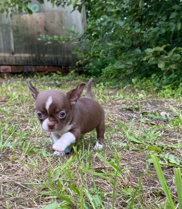 Cocoa Chocolate Apple Head Chihuahua - Image 6