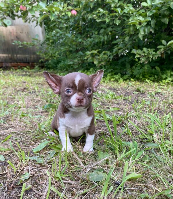 Cocoa Chocolate Apple Head Chihuahua - Image 4