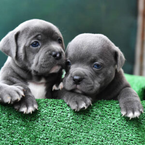 PitBull Puppies