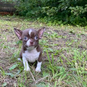 Cocoa Chocolate Apple Head Chihuahua