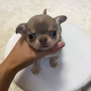 Apple Head Chihuahua