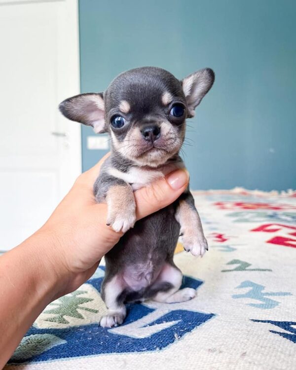 Apple Head Chihuahua