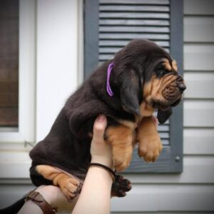 Bloodhound Puppy Frida