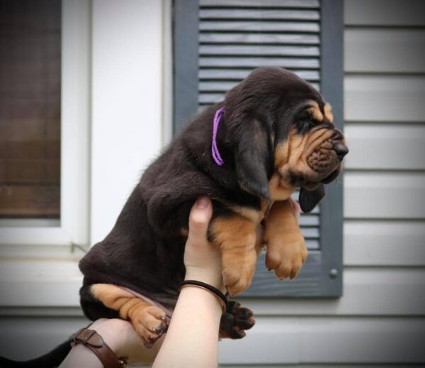 Bloodhound Puppy Frida