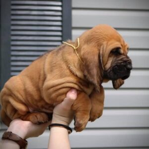 Bloodhound Puppy Kys