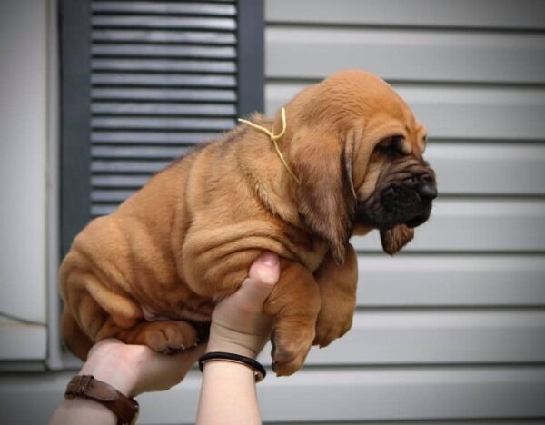 Bloodhound Puppy Kys