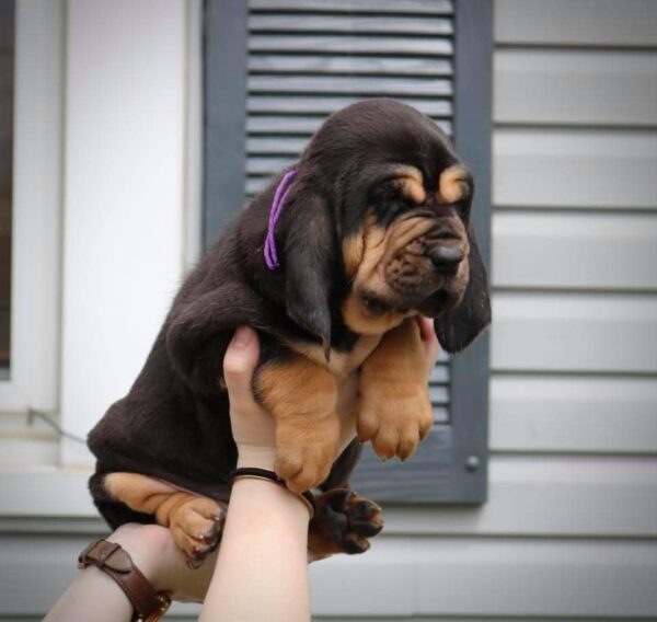 Bloodhound Puppy Frida - Image 2