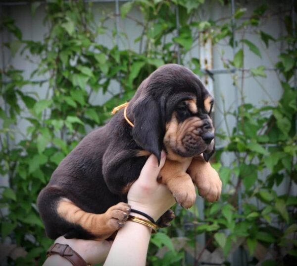 Bloodhound Puppy Jay - Image 2