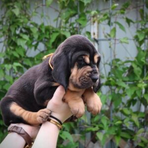 Bloodhound Puppy Jay