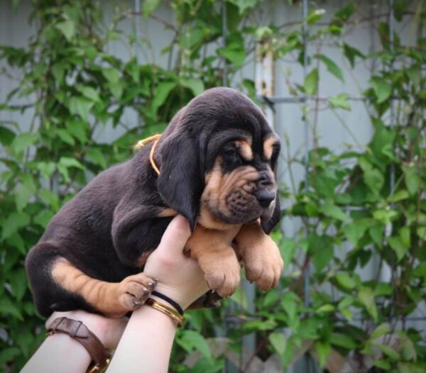 Bloodhound Puppy Jay