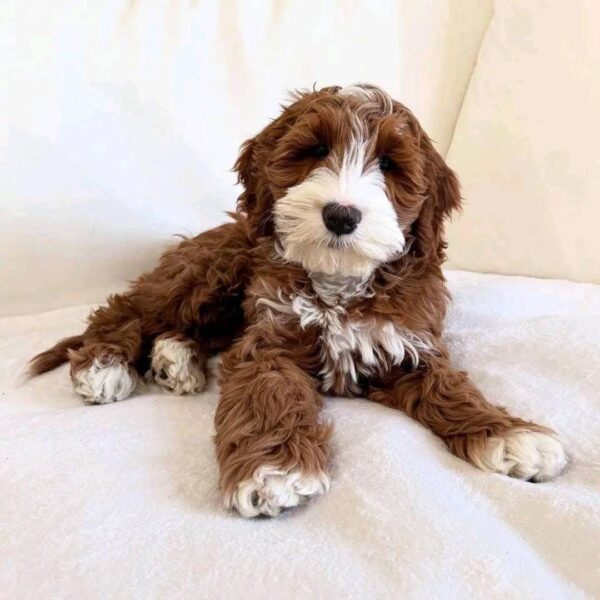 Meet Lex, the Handsome 10-Week-Old Goldendoodle Boy! - Image 6