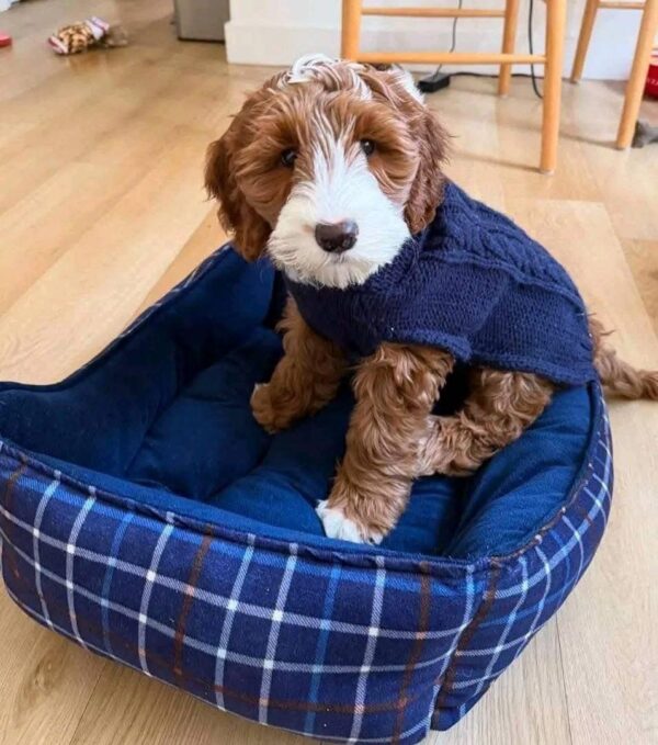 Meet Lex, the Handsome 10-Week-Old Goldendoodle Boy! - Image 4