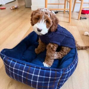 Meet Lex, the Handsome 10-Week-Old Goldendoodle Boy!